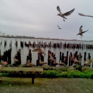 Meet your Posher, Elysia